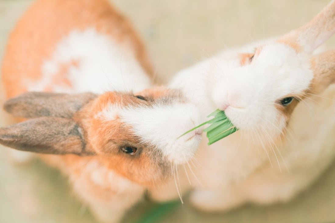 The Complete Guide to Rabbit Treats: Safe Snacks Your Bunny Will Love