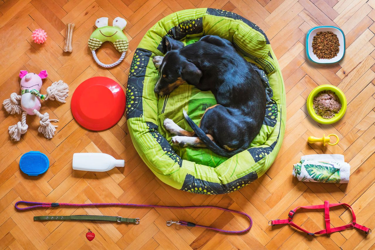 Choosing the Best Pet Accessories for Every Type of Pet