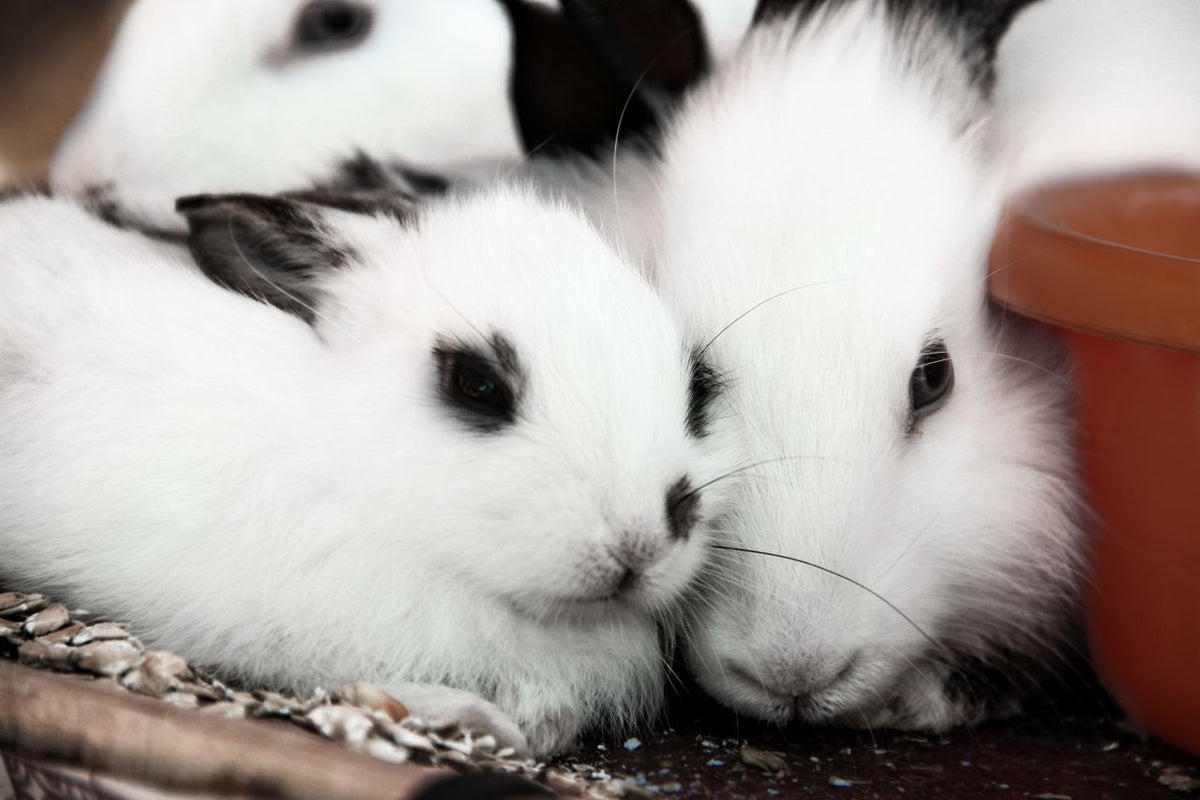 Essential Rabbit & Small Animal Accessories Every New Owner Needs