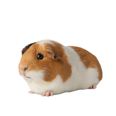 SMALL ANIMAL