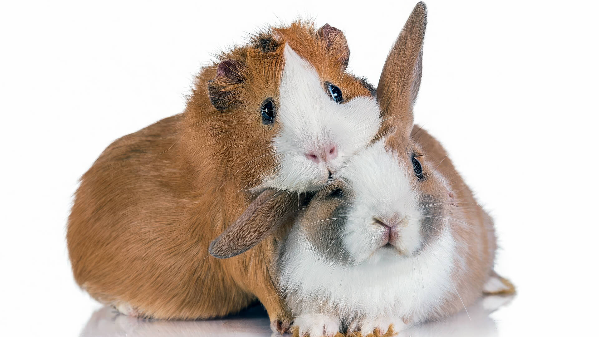 RABBIT & GUINEA PIG