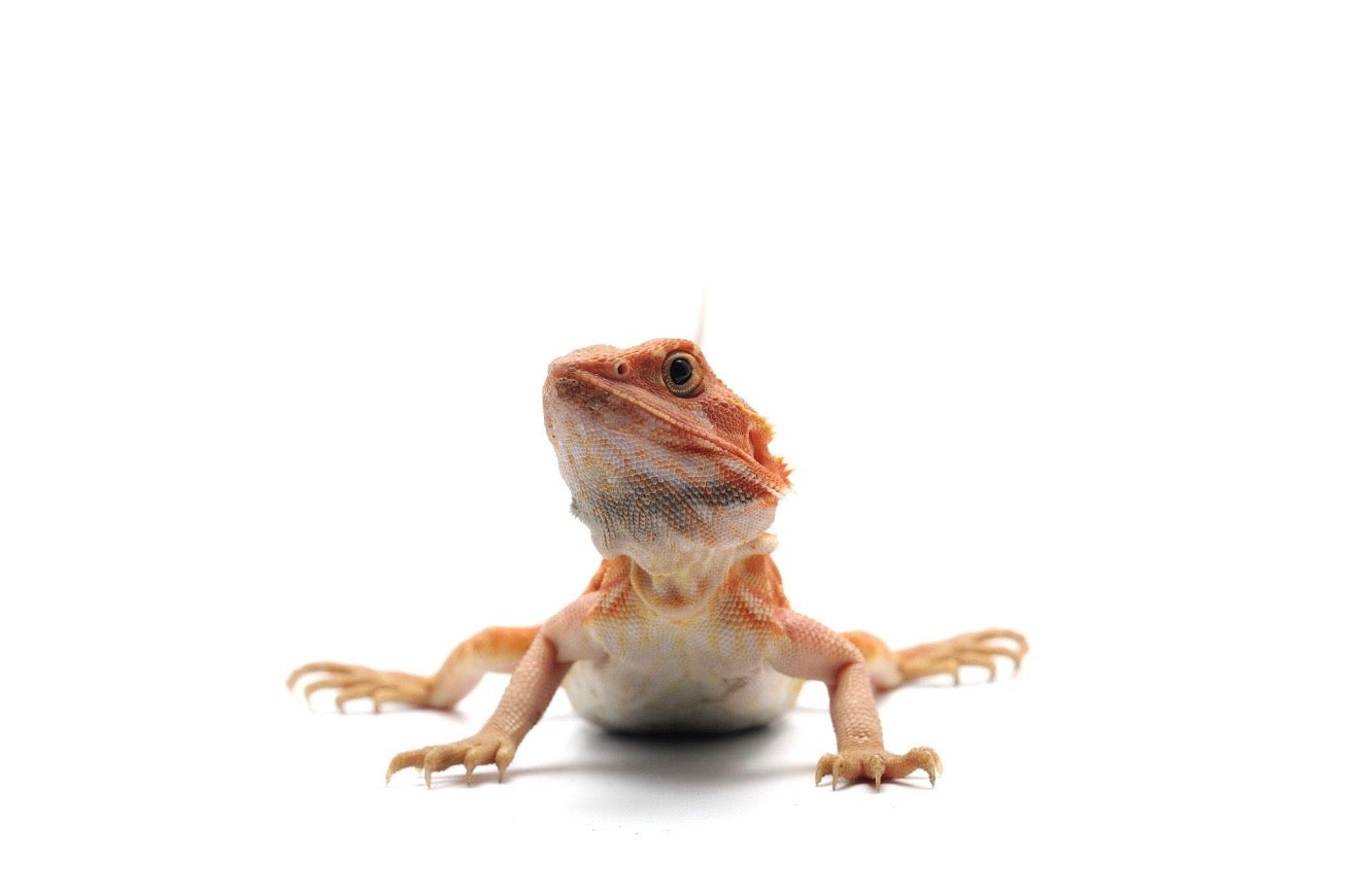 REPTILE