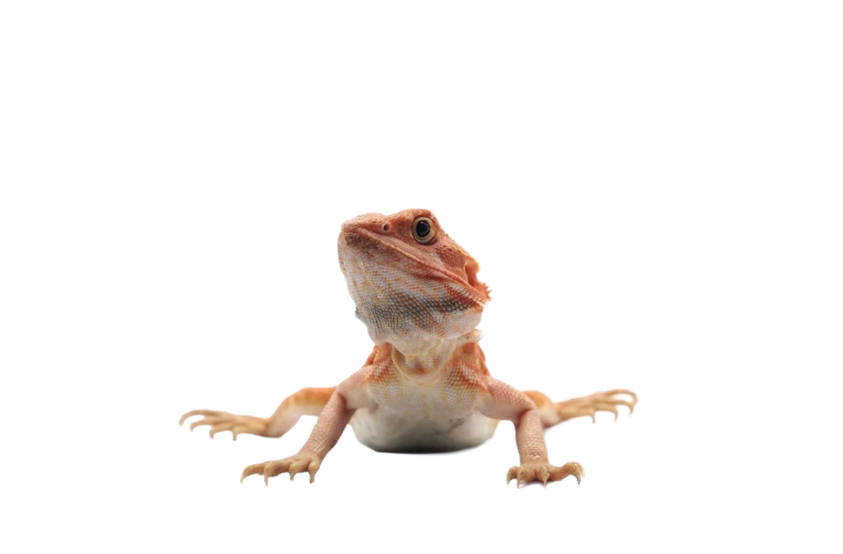 REPTILE