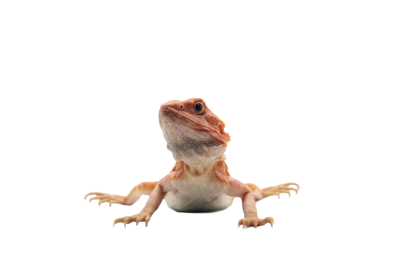REPTILE