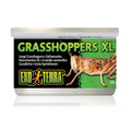 EXO TERRA GRASSHOPPERS XL 34G