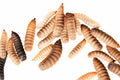 BLACK SOLDIER FLY LARVA 100PK