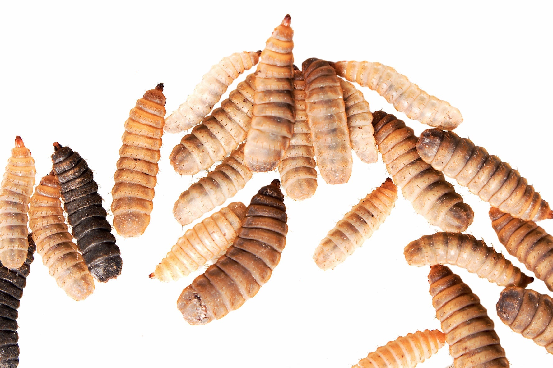 BLACK SOLDIER FLY LARVA 100PK