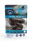 JURASSIC NATURALS PRESERVED DUBIA ROACHES 5PCS
