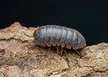 MIXED ISOPODS CONTAINER 15PK