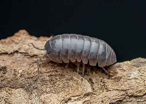 MIXED ISOPODS CONTAINER 15PK
