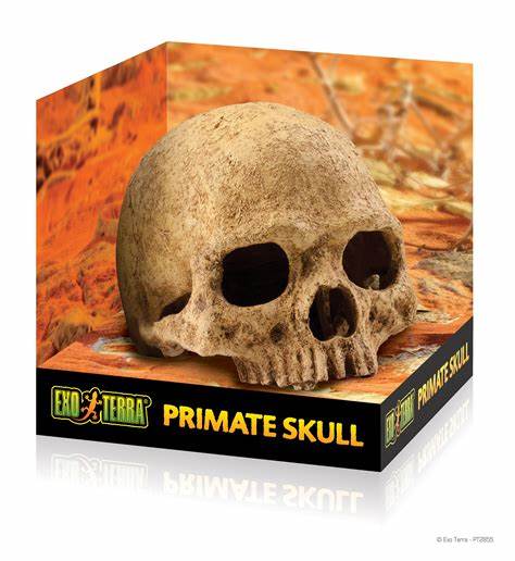 EXO TERRA PRIMATE SKULL