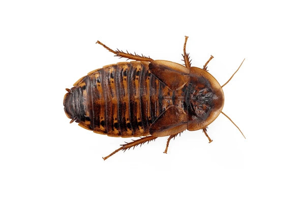 DUBIA ROACHES CONTAINER STANDARD