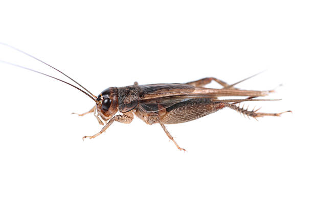 CRICKET CONTAINER STANDARD