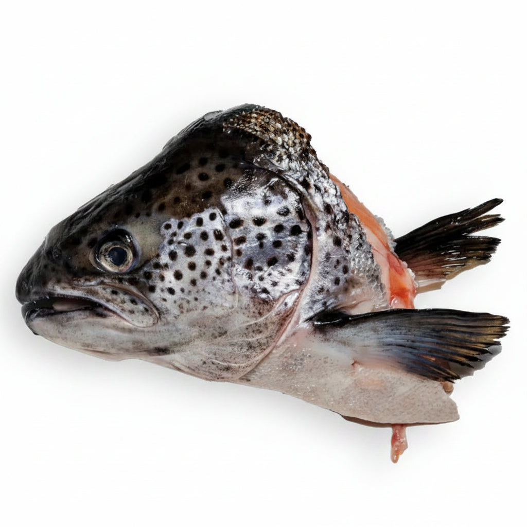 RIGHT START SALMON HEAD 1PK FROZEN