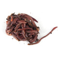 EARTHWORMS CONTAINER 20PK