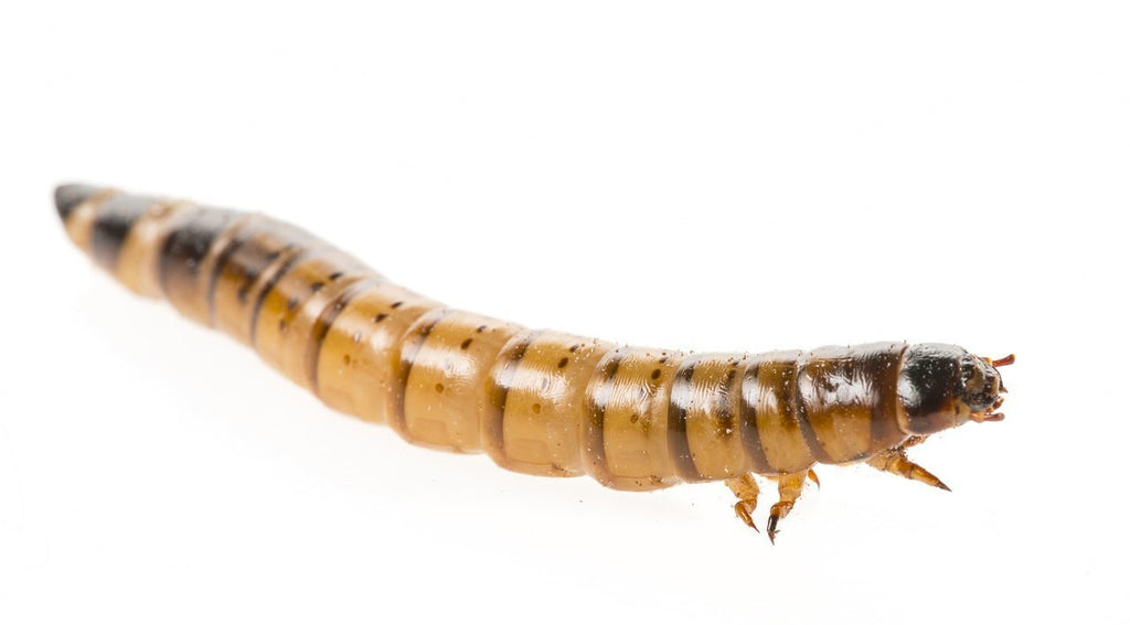 SUPERWORMS CONTAINER STANDARD