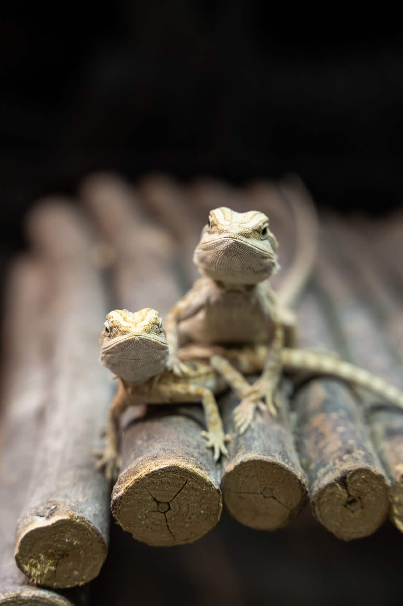 Reptiles for sale in Penrith Australia