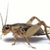 CRICKET 1/4 BULK MEDIUM 600PK - Image 2