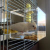 SEEDMATE NO MESS BIRD FEEDER SMALL