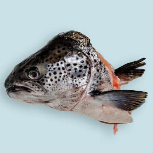 RIGHT START SALMON HEAD 1PK FROZEN